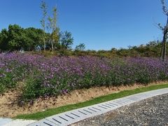 -春花秋色城市公园