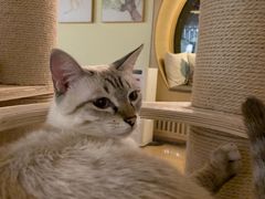 -猫和宫(六道口店)