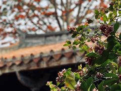 -晋江五店市传统文化旅游区