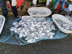 -芦潮港集贸市场