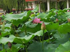 -丰台花园