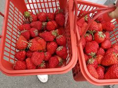 -胜丰草莓采摘园