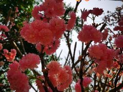 -天适樱花悠乐园