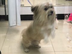 -瑞派动物医院·猫专科·至诚(江南中分院)