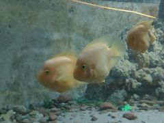 -东方巨龟苑景区