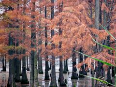 -白鹭湾湿地公园