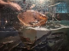 -三道苗苗鱼·美蛙黄辣丁(八里店)