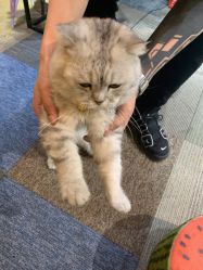 -众刺纹画·纹身·穿孔饰品·海娜定制