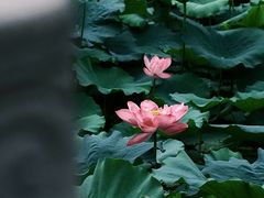 -莫愁湖公园