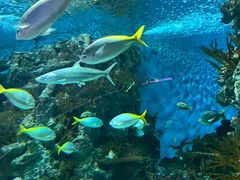 -上海海洋水族馆