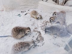 -森波拉奇妙世界