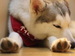桃心-Husky Go! 哈士奇体验馆·宠物咖啡厅狗咖
