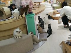-猫和宫(六道口店)