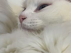-我爱猫咪·猫咖·狗咖·安哥拉兔·羊驼咖(小寨华旗店)