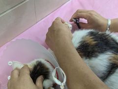 -北京观赏动物医院·24小时大型综合·猫专科·异宠专科