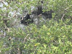 -北海金海湾红树林生态旅游区