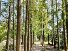 -上海长兴岛郊野公园