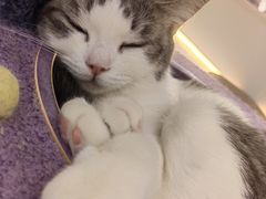 -COLOR PETS 撸猫馆·购猫·猫咖(长风大悦城店)