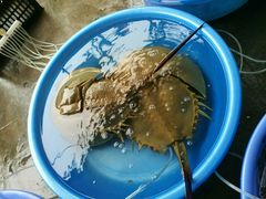 -北海金海湾红树林生态旅游区