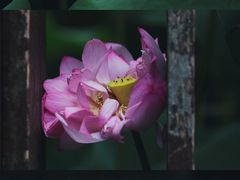 -陈家山荷花公园
