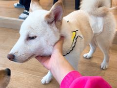 -南京Hallo宠物乐园·哈罗犬舍·柴犬繁育基地