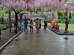 -嘉定紫藤园
