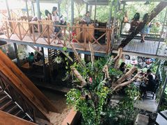 -Rainforest