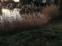 -大兴滨河森林公园