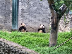 -都江堰中华大熊猫苑