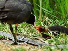 -大兴滨河森林公园