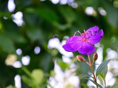 DSC_3386-广州锦绣香江度假别墅