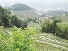 -紫鹊界梯田景区