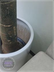 -联合丽格·张菡丽格医疗美容