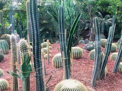 -呀路古热带植物园