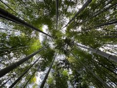 -上海佘山国家森林公园天马山园