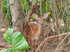 -海南热带野生动植物园