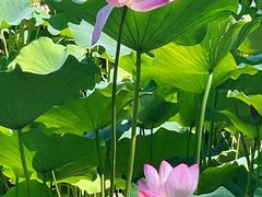 -莲花池公园