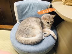 -逗柴咖啡屋·狗咖猫咖宠物桌游