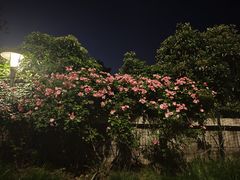 -武昌江滩