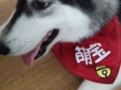 -Husky Go! 哈士奇体验馆·宠物咖啡厅狗咖