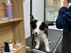 -帕帕拉兹宠物(亚洲旗舰店)