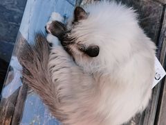 -喵屿·大理花园猫咖