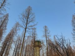 -黄海国家森林公园