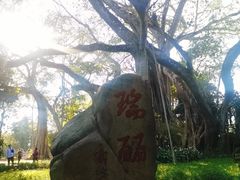 -瑞丽独树成林风景区