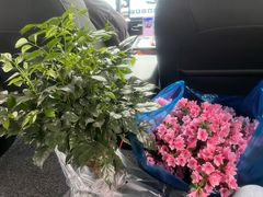 -双季花艺园艺市场(浦东店)