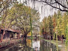 -溱湖国家湿地公园