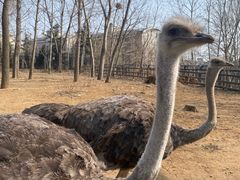 -大连森林动物园