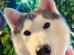 -Husky Go! 哈士奇体验馆·宠物咖啡厅狗咖