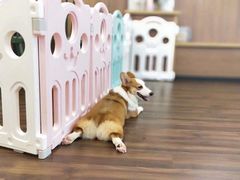 -柯斗斗主题餐厅·狗咖·围炉煮茶·茶饮(国瑞升平里店)