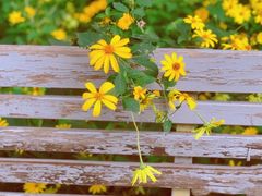 -永定河休闲森林公园